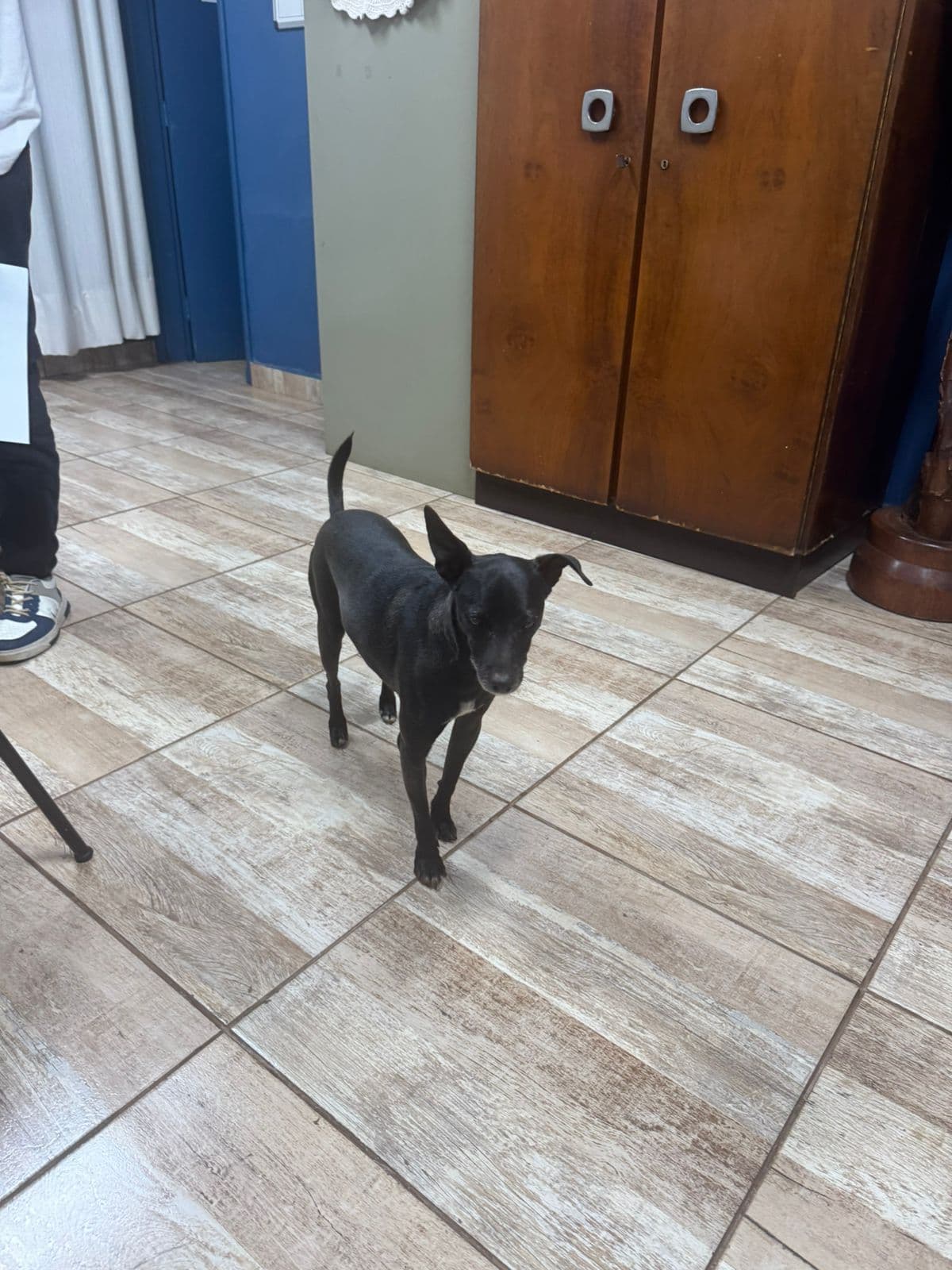 Bartô, o cão mascote do CJV, no corredor da casa