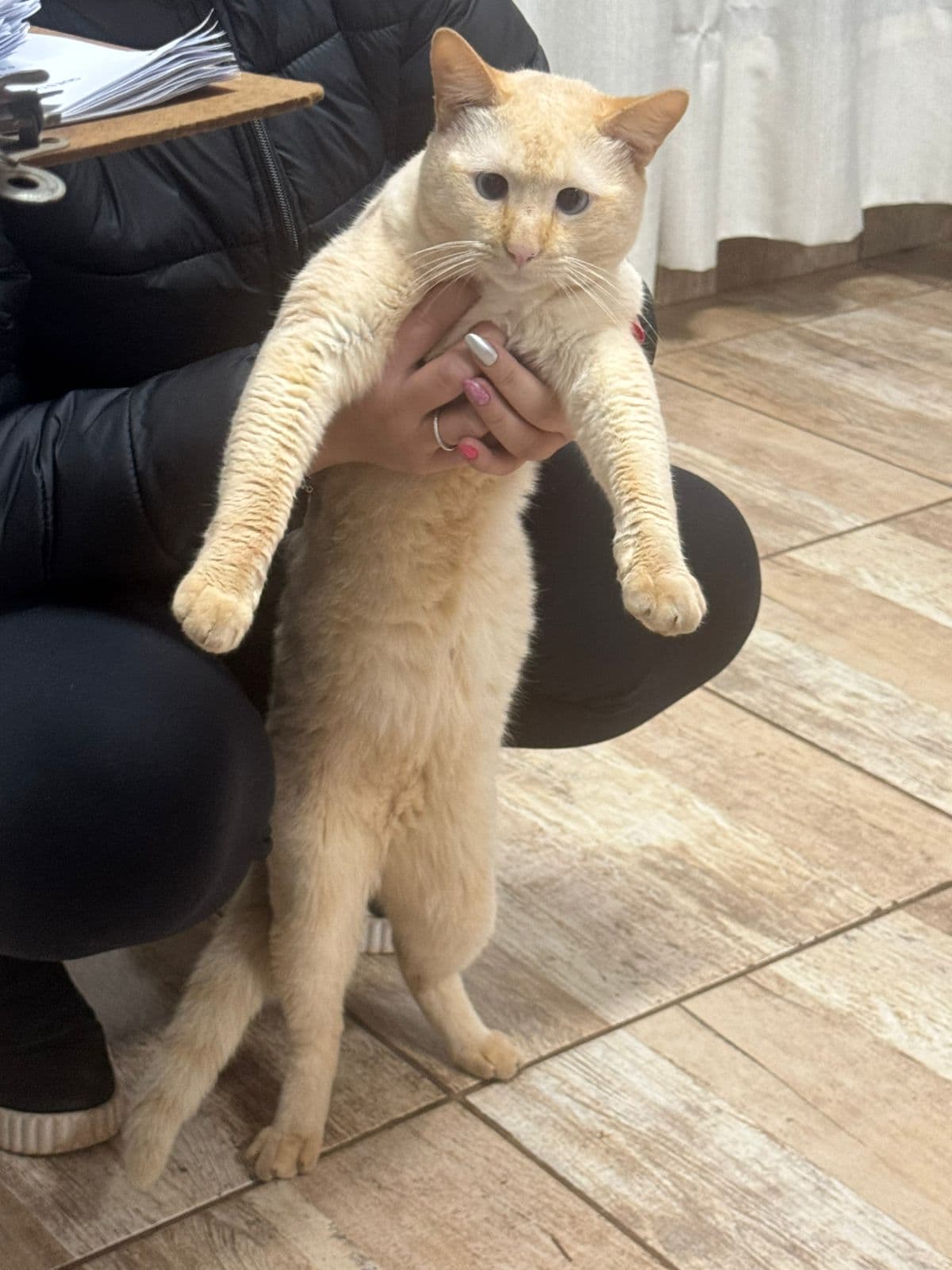 Gato mascote do CJV, no colo de uma pessoa da casa